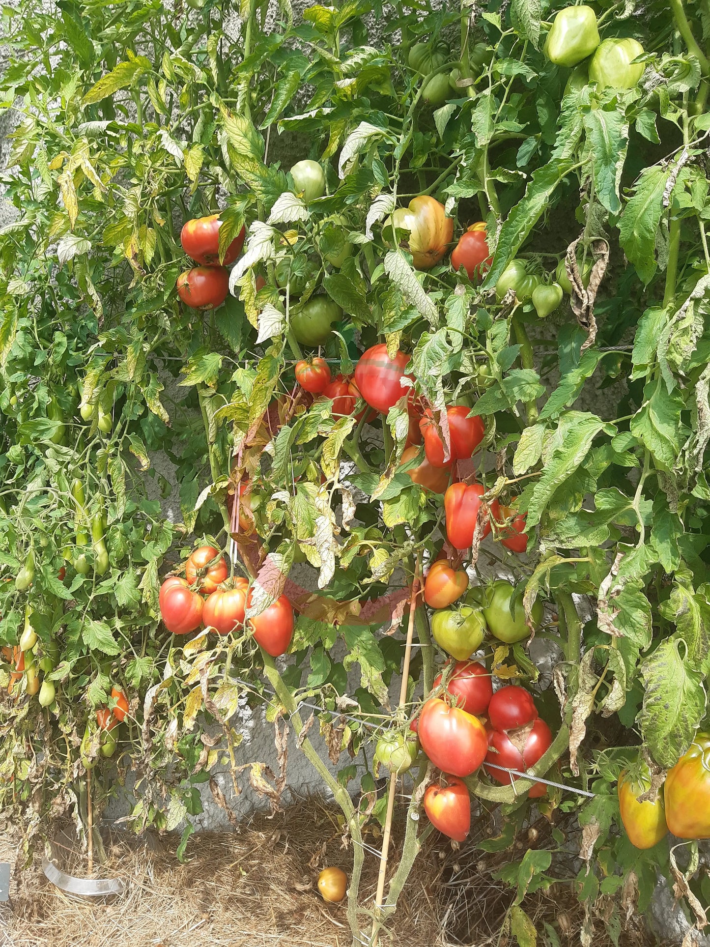 Coeur de Boeuf de Chancy DER TOMATENFLÜSTERER