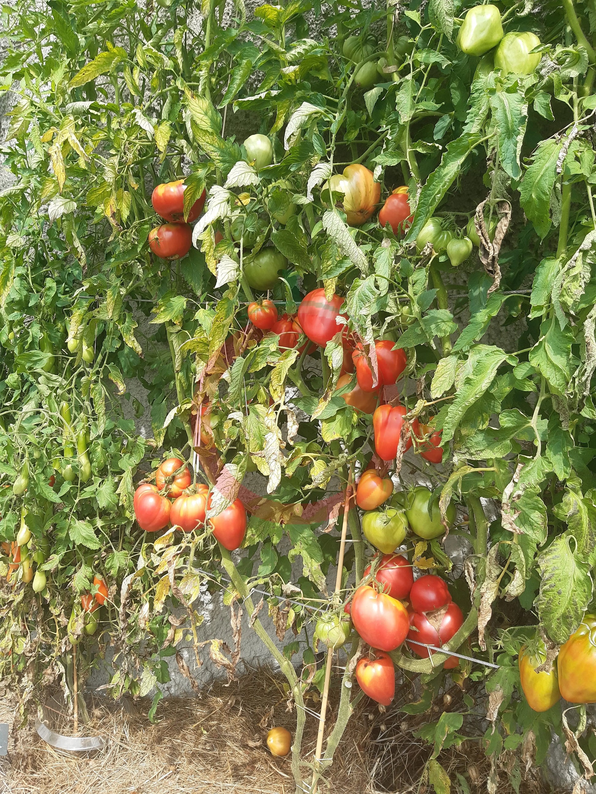 Coeur de Boeuf de Chancy DER TOMATENFLÜSTERER