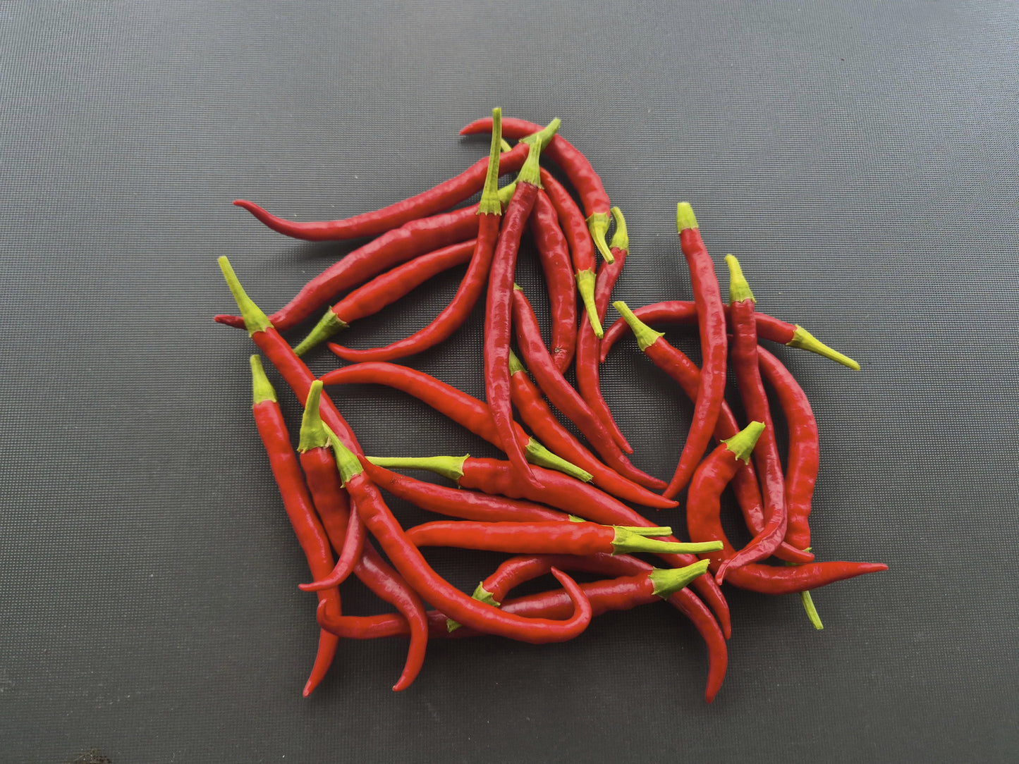 Cola de Rata DER TOMATENFLÜSTERER