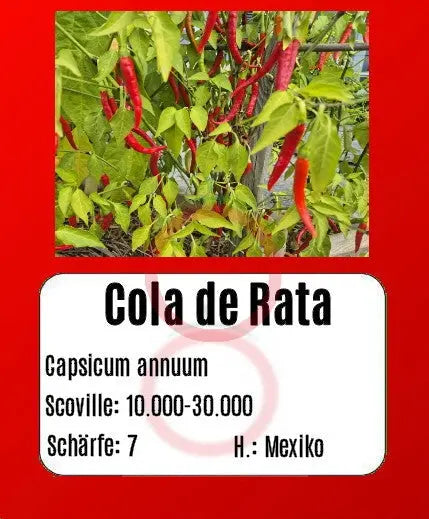 Cola de Rata DER TOMATENFLÜSTERER