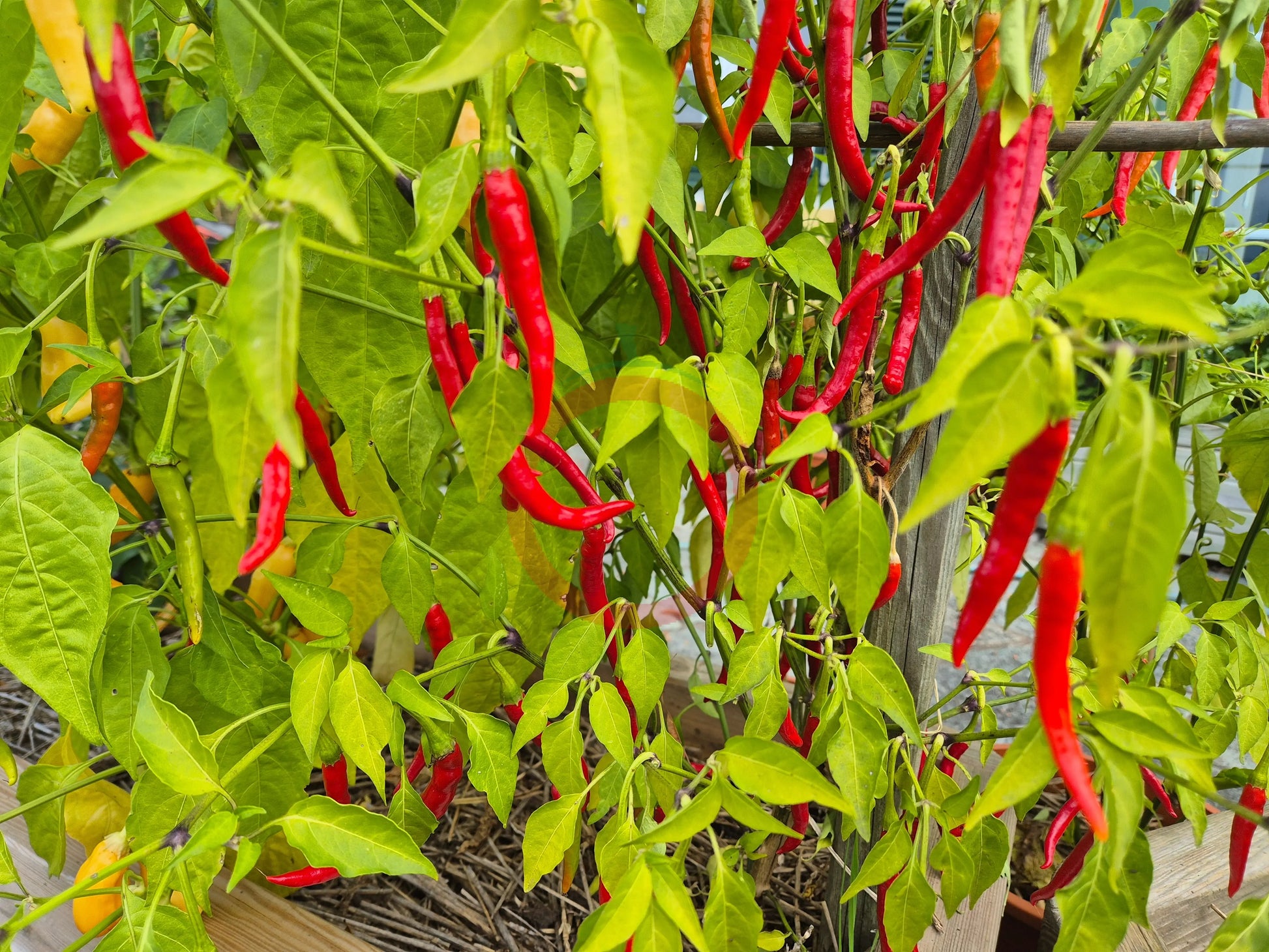 Cola de Rata DER TOMATENFLÜSTERER