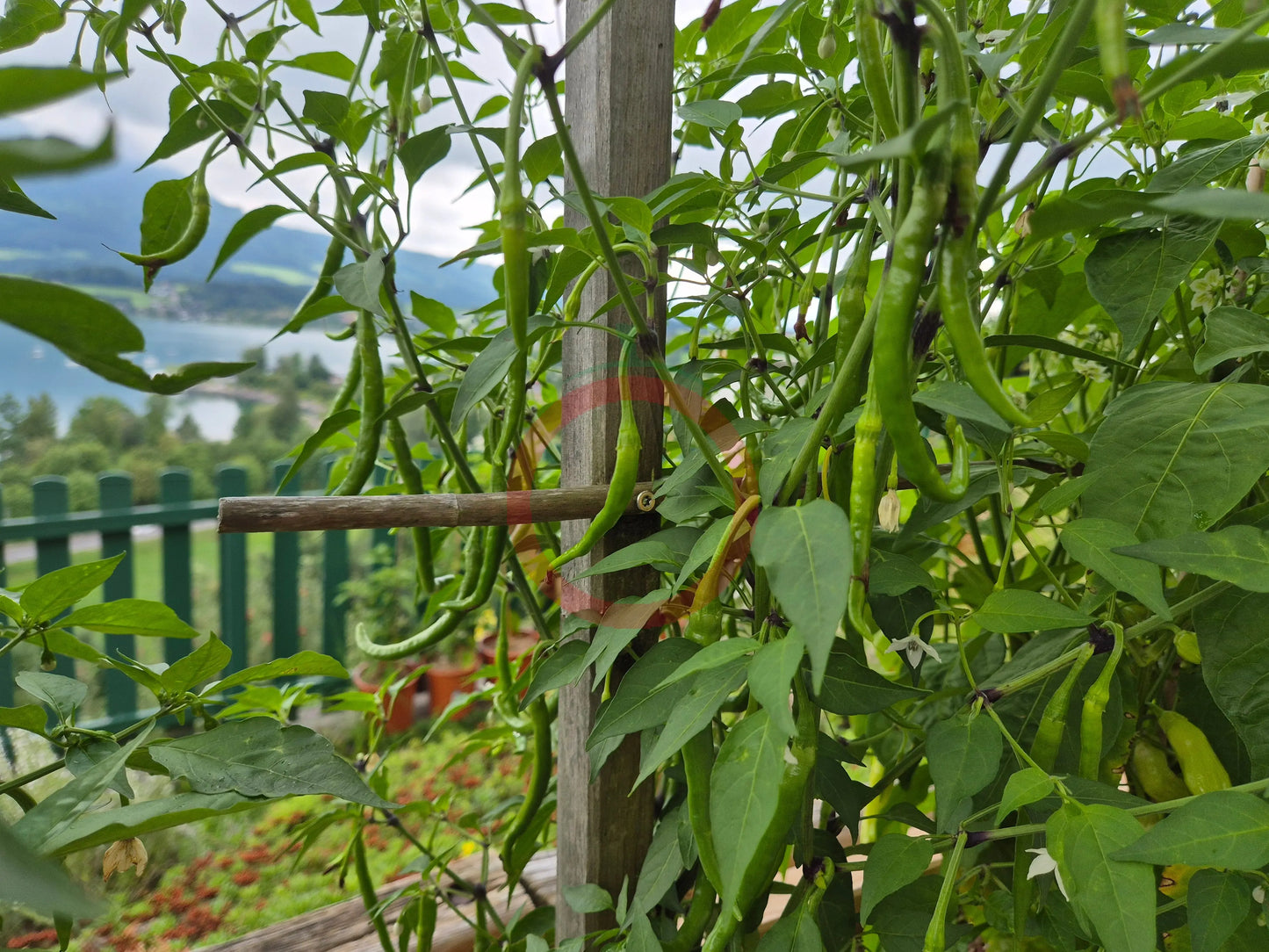 Cola de Rata DER TOMATENFLÜSTERER