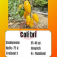 Colibri DER TOMATENFLÜSTERER