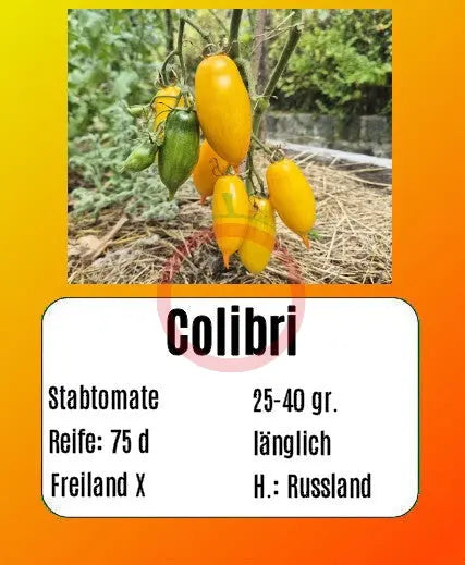 Colibri DER TOMATENFLÜSTERER