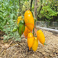 Colibri DER TOMATENFLÜSTERER