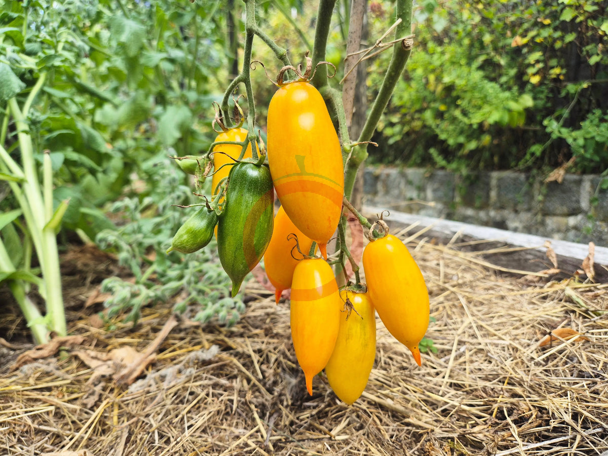 Colibri DER TOMATENFLÜSTERER