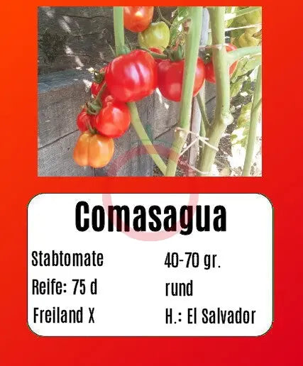 Comasagua DER TOMATENFLÜSTERER