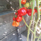 Comasagua DER TOMATENFLÜSTERER