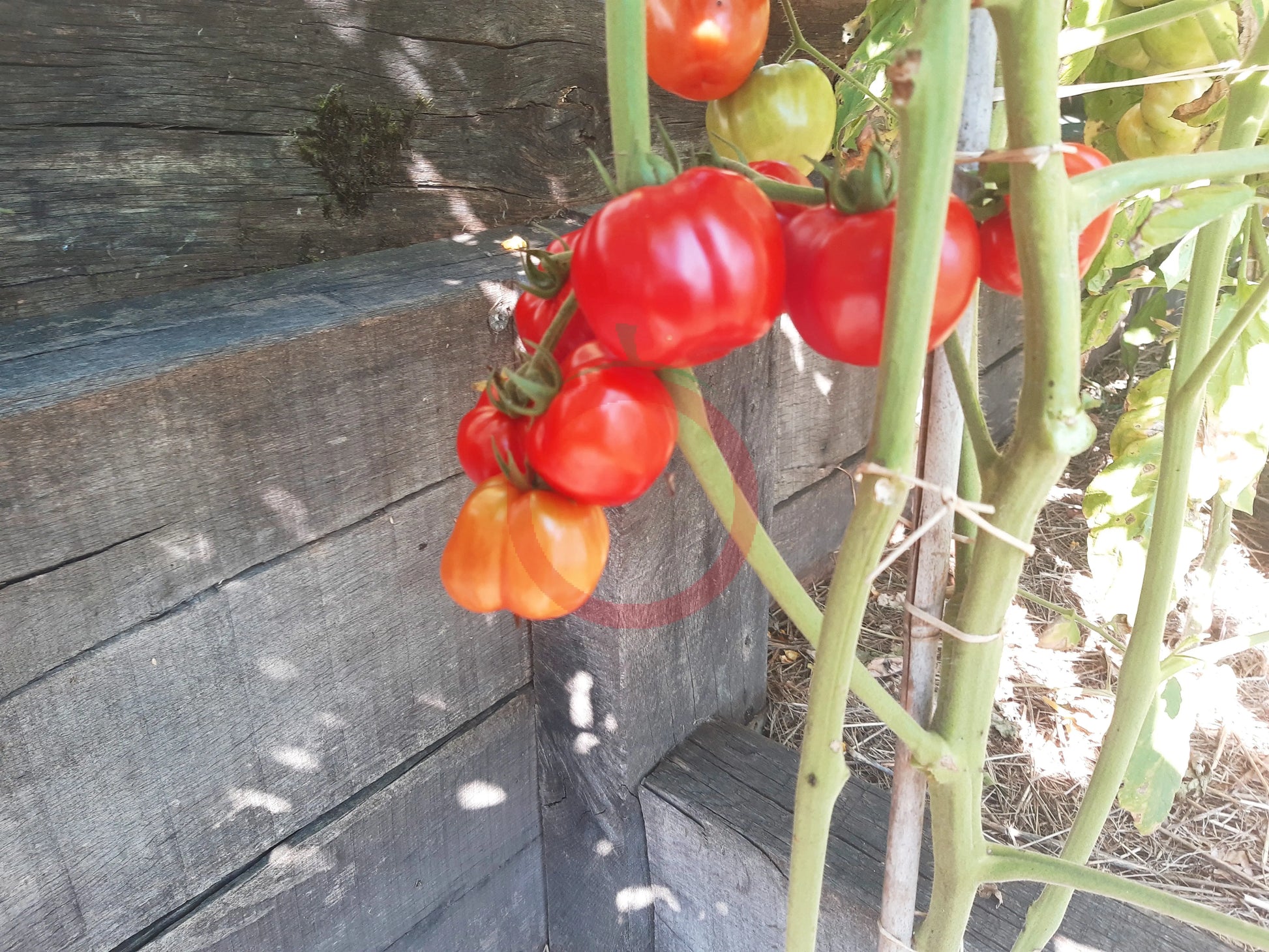 Comasagua DER TOMATENFLÜSTERER