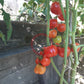 Comasagua DER TOMATENFLÜSTERER