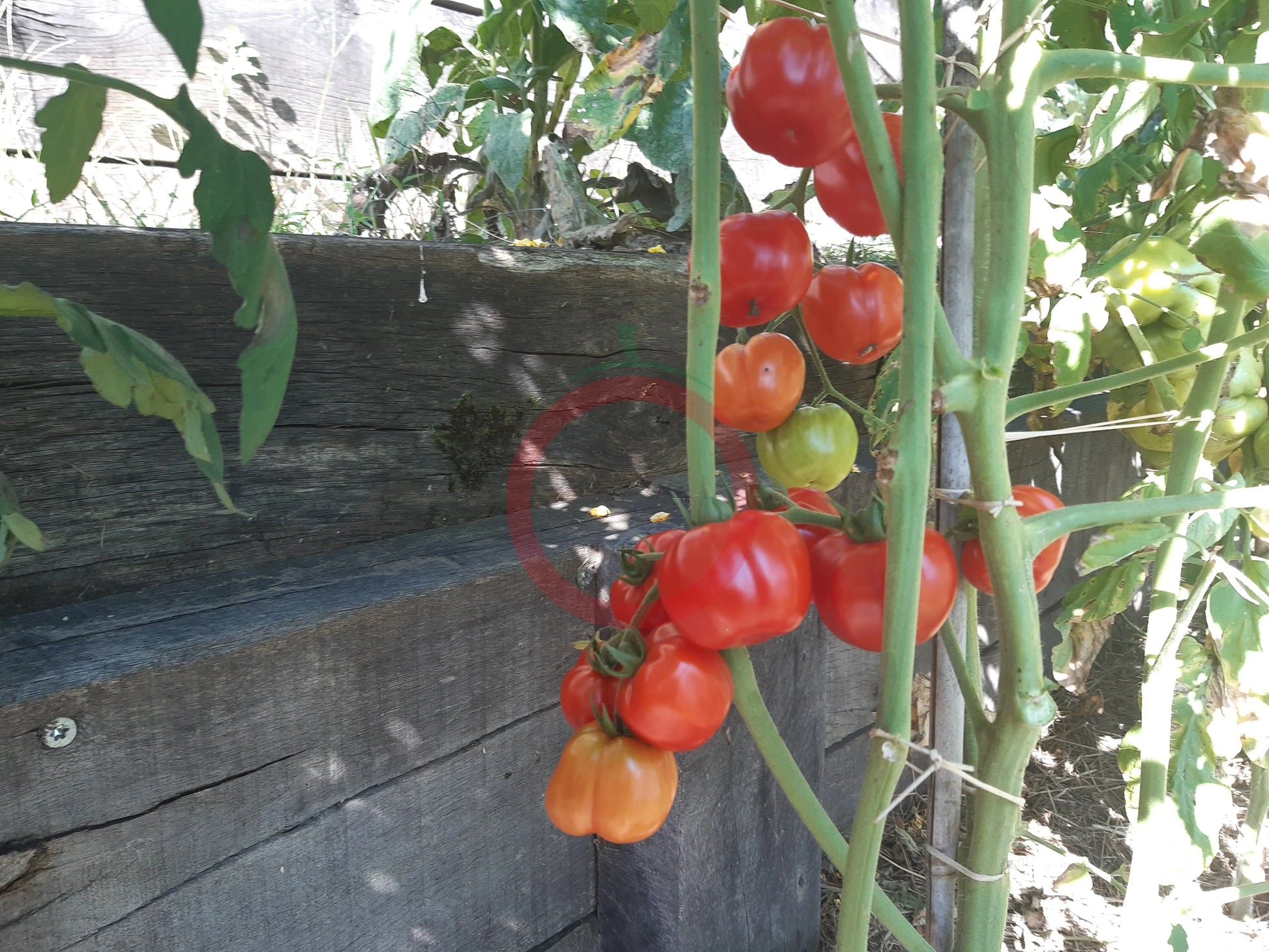 Comasagua DER TOMATENFLÜSTERER
