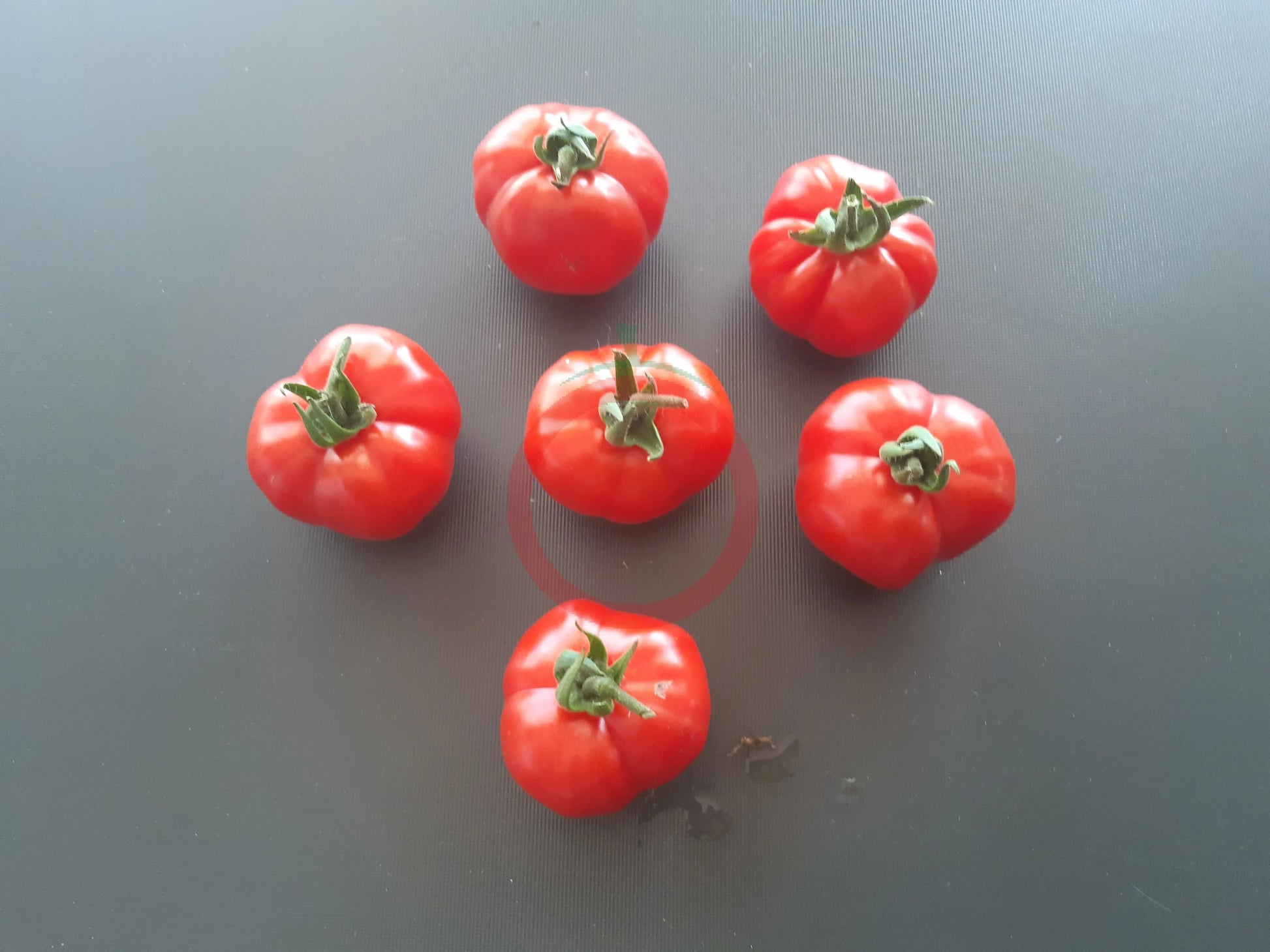 Comasagua DER TOMATENFLÜSTERER