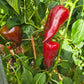 Comets Trail DER TOMATENFLÜSTERER