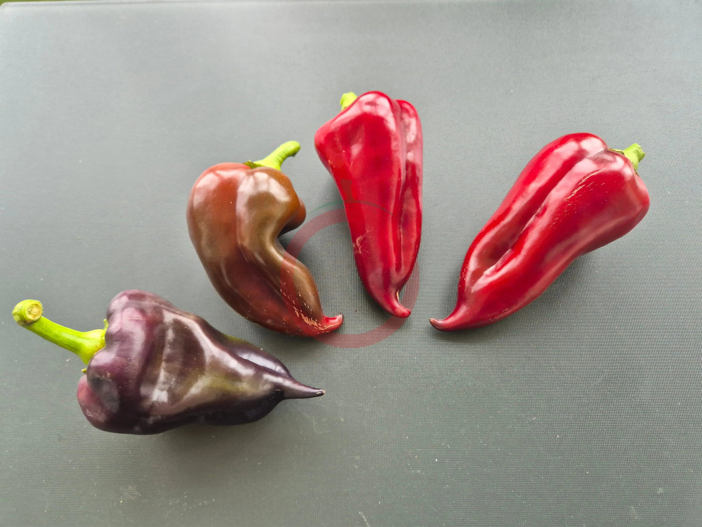 Comets Trail DER TOMATENFLÜSTERER