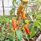 Confetti 2024 DER TOMATENFLÜSTERER