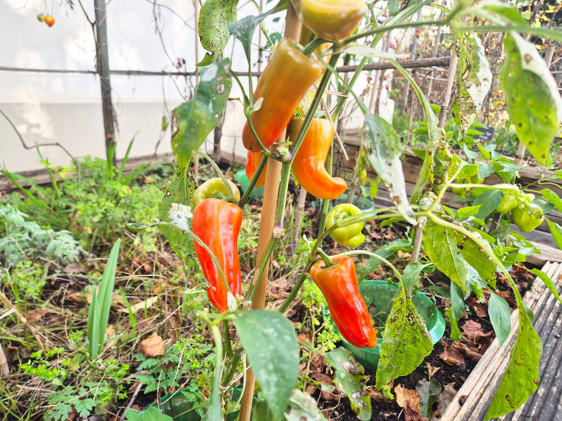 Confetti 2024 DER TOMATENFLÜSTERER