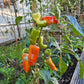 Confetti 2024 DER TOMATENFLÜSTERER