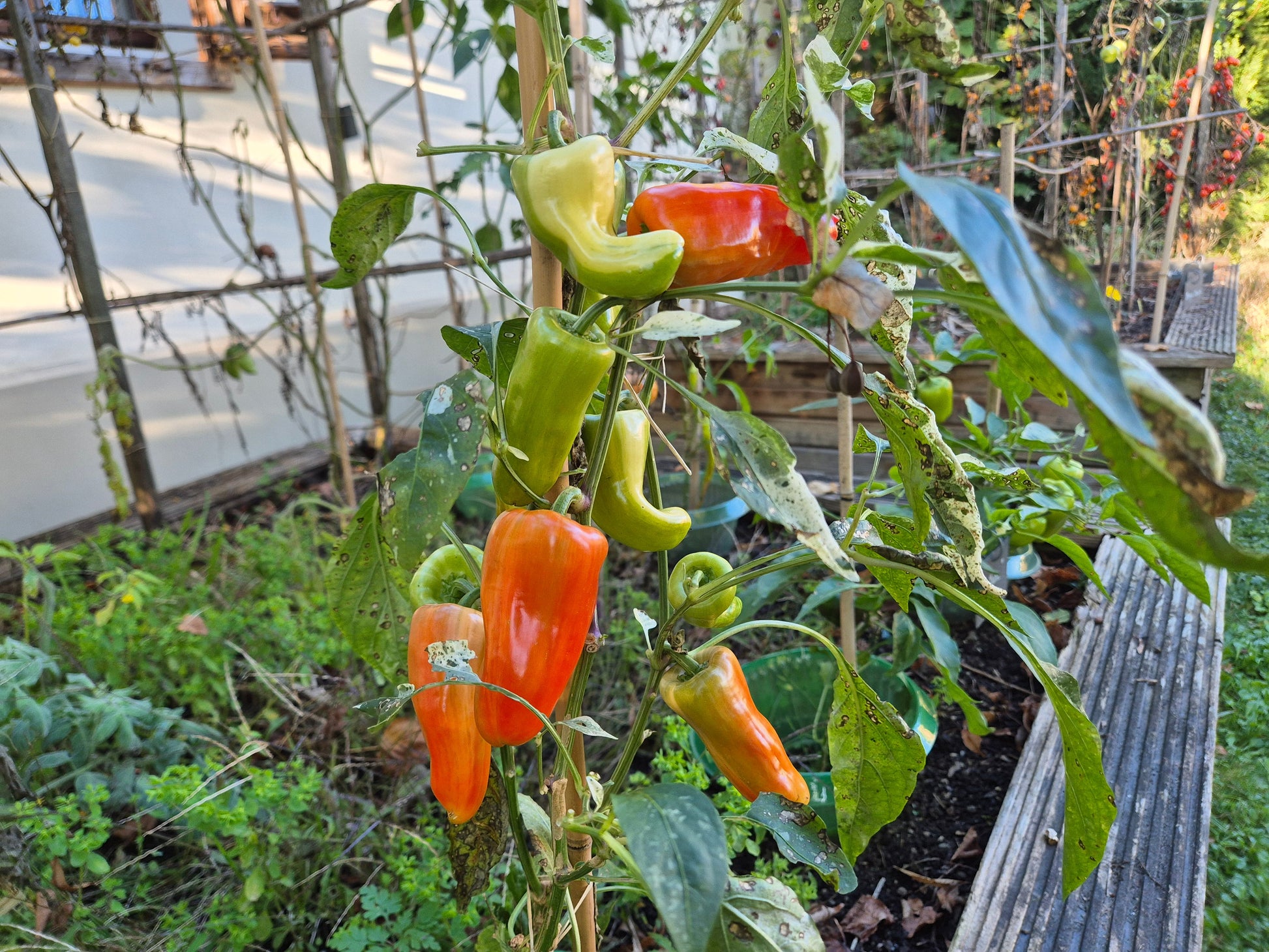 Confetti 2024 DER TOMATENFLÜSTERER
