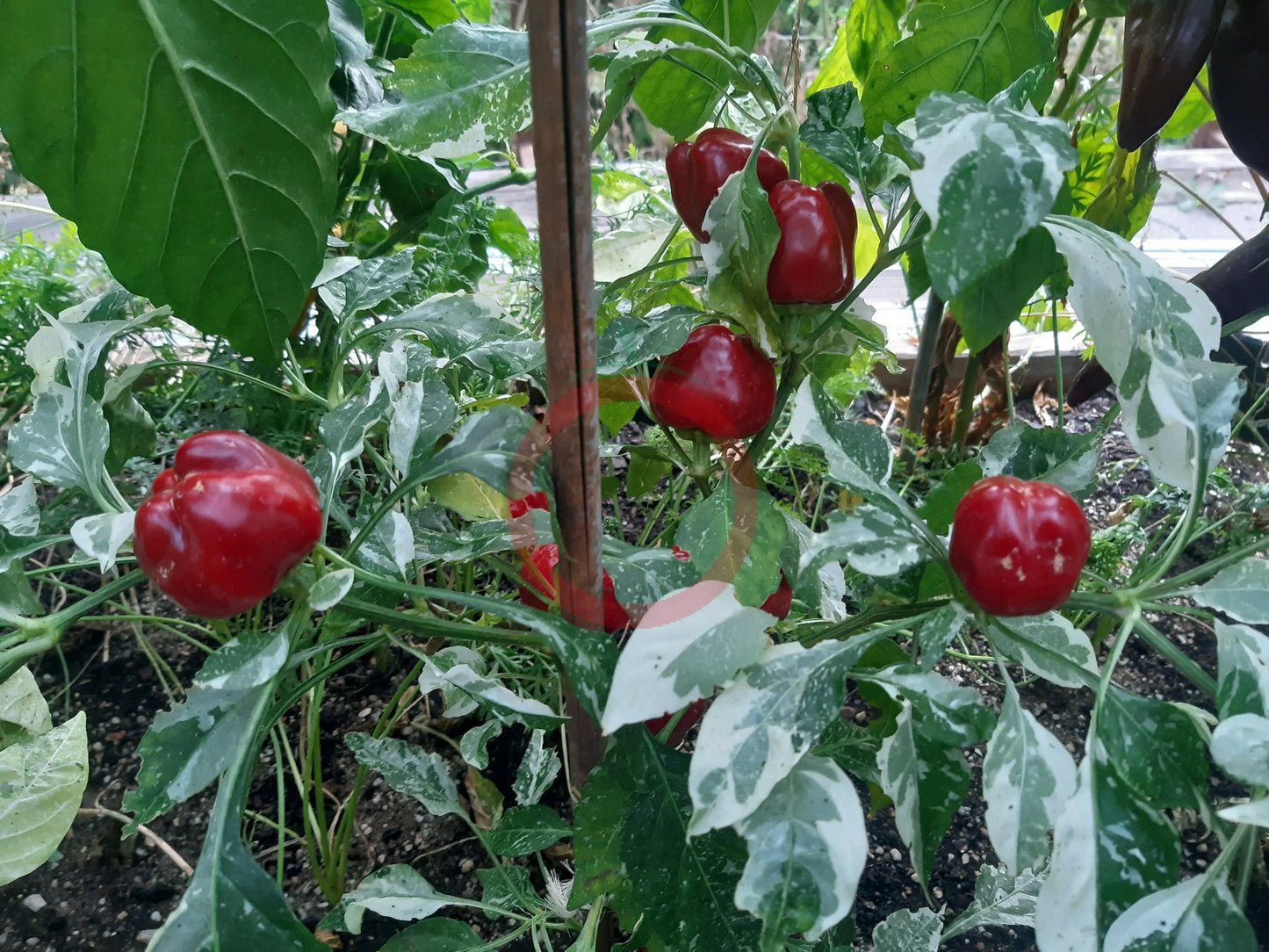 Confetti Typ 2 DER TOMATENFLÜSTERER