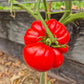 Connies Cain DER TOMATENFLÜSTERER