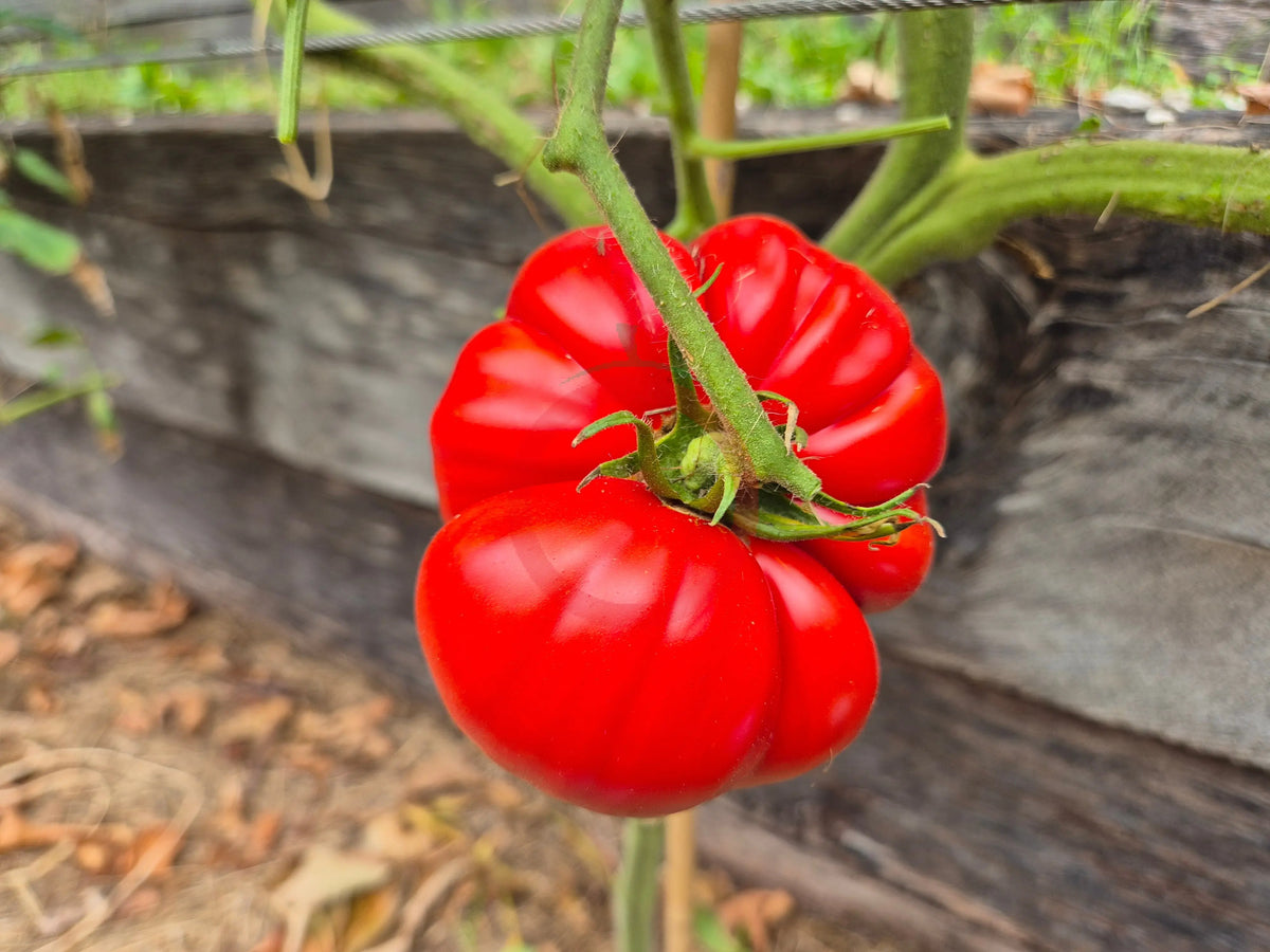 Connies Cain DER TOMATENFLÜSTERER