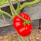 Connies Cain DER TOMATENFLÜSTERER