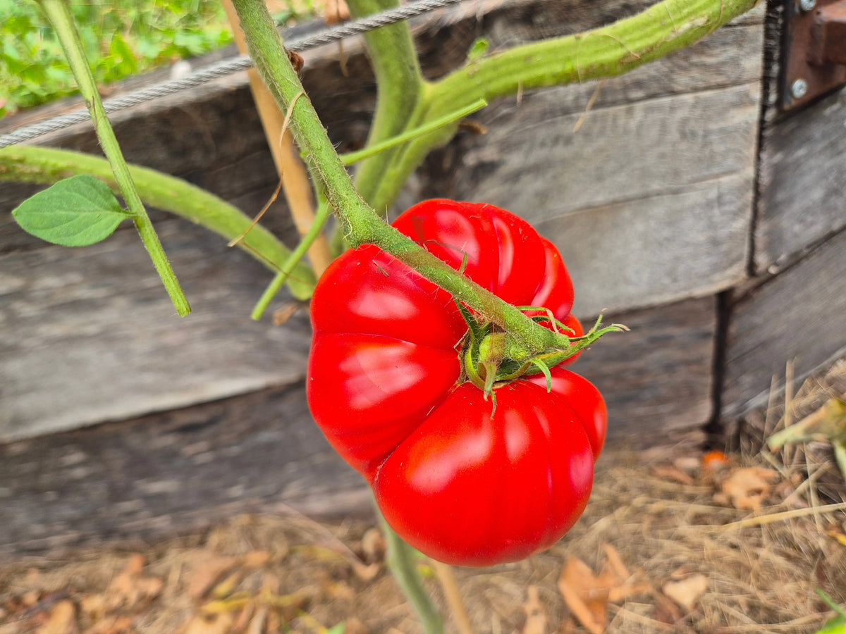 Connies Cain DER TOMATENFLÜSTERER