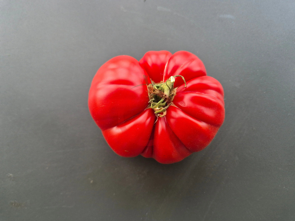 Connies Cain DER TOMATENFLÜSTERER