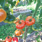 Coral Queen DER TOMATENFLÜSTERER