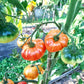 Coral Queen DER TOMATENFLÜSTERER