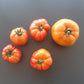 Coral Queen DER TOMATENFLÜSTERER