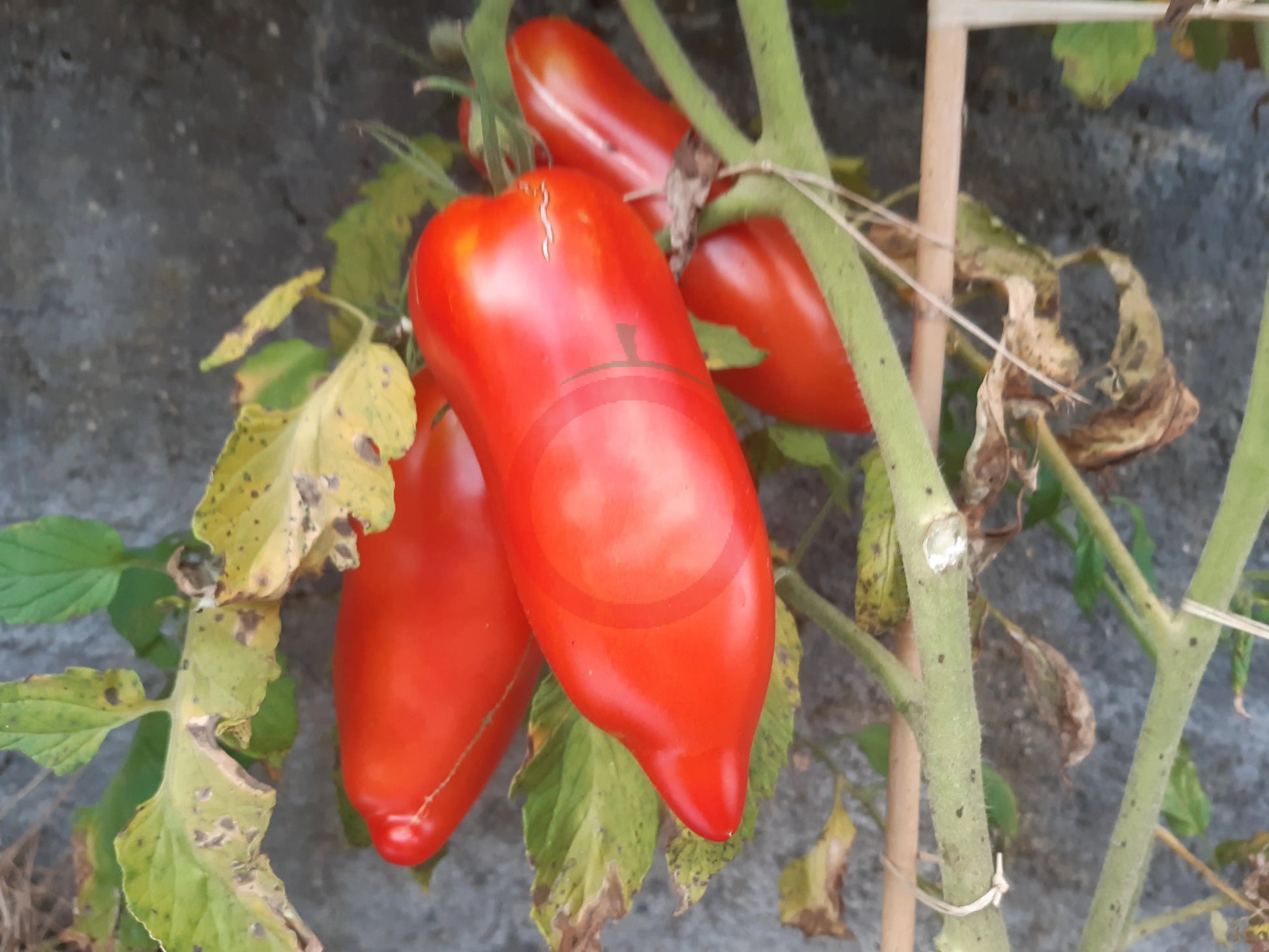 Corne de Belier DER TOMATENFLÜSTERER