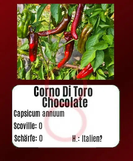 Corno Di Toro Chocolate DER TOMATENFLÜSTERER