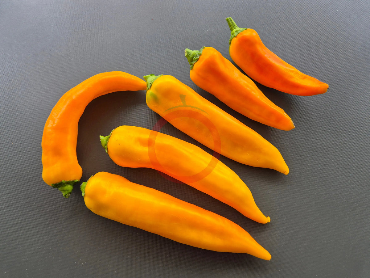 Corno di Toro Giallo DER TOMATENFLÜSTERER