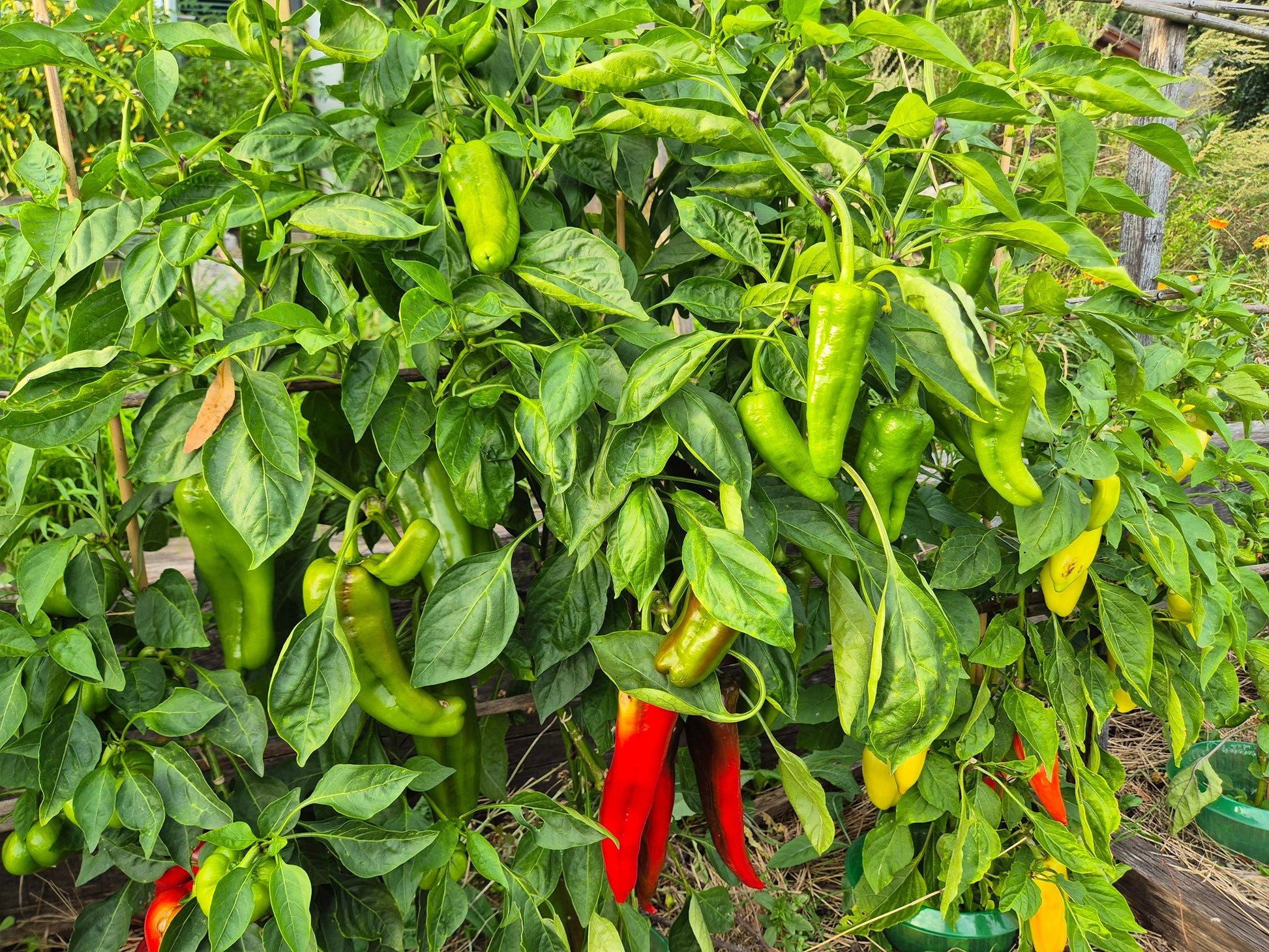 Corno di Toro Rosso DER TOMATENFLÜSTERER