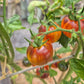 Cosmic Burst DER TOMATENFLÜSTERER