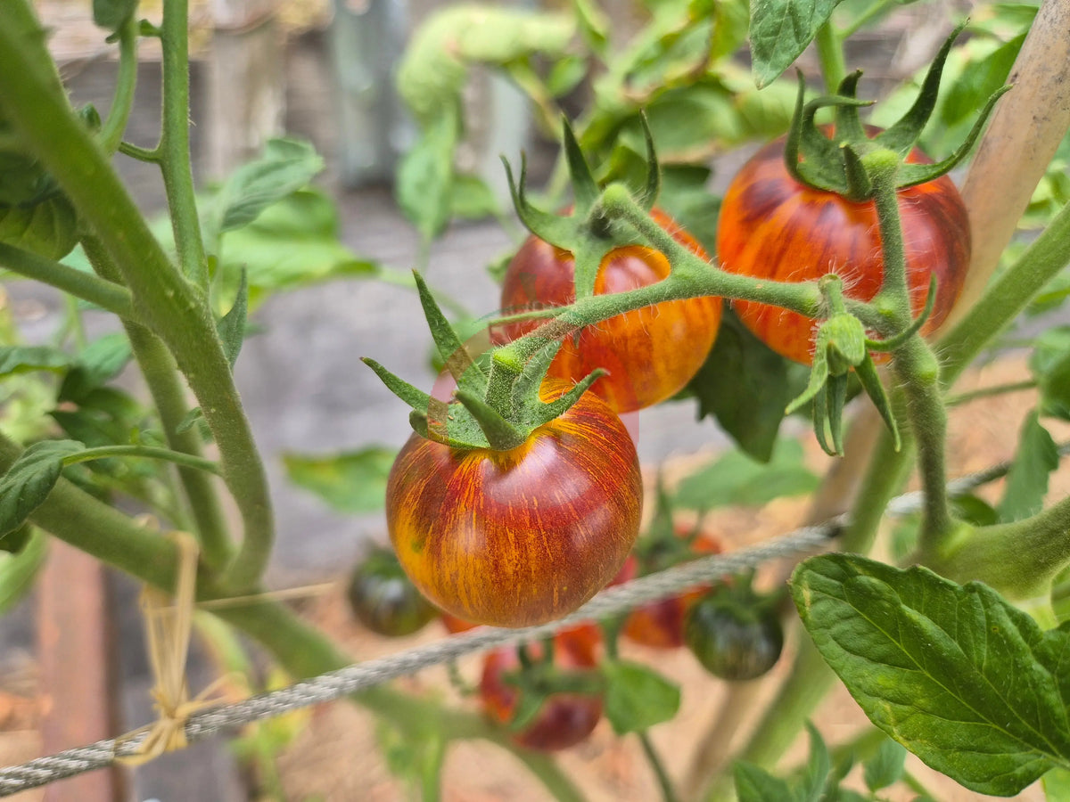 Cosmic Burst DER TOMATENFLÜSTERER