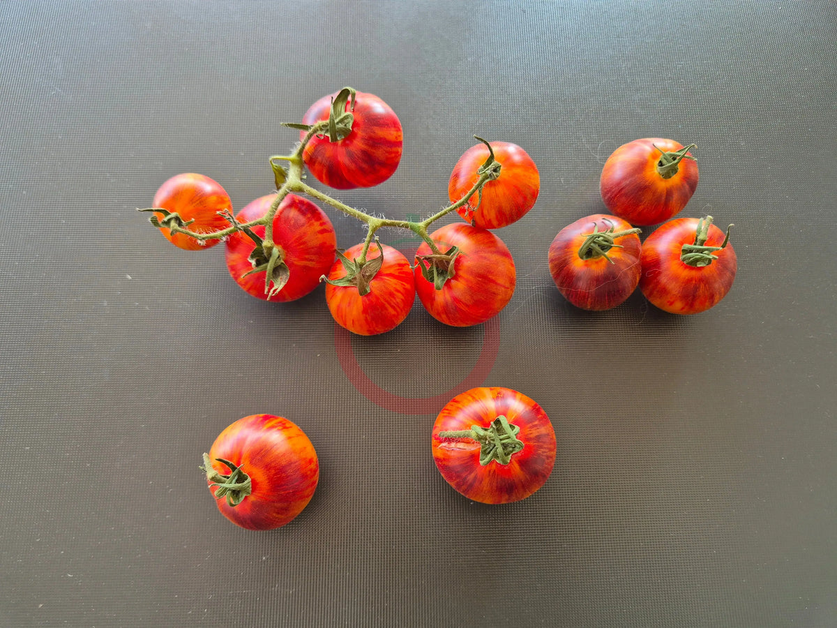 Cosmic Burst DER TOMATENFLÜSTERER