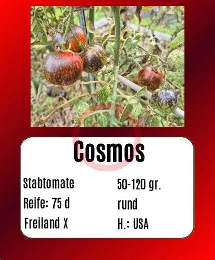 Cosmos DER TOMATENFLÜSTERER