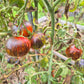 Cosmos DER TOMATENFLÜSTERER