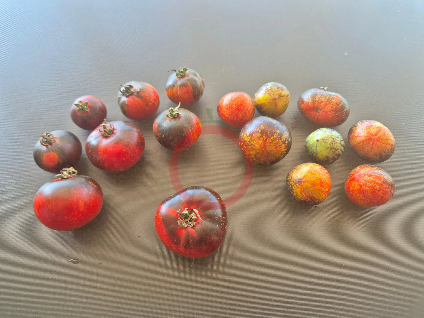 Cosmos DER TOMATENFLÜSTERER