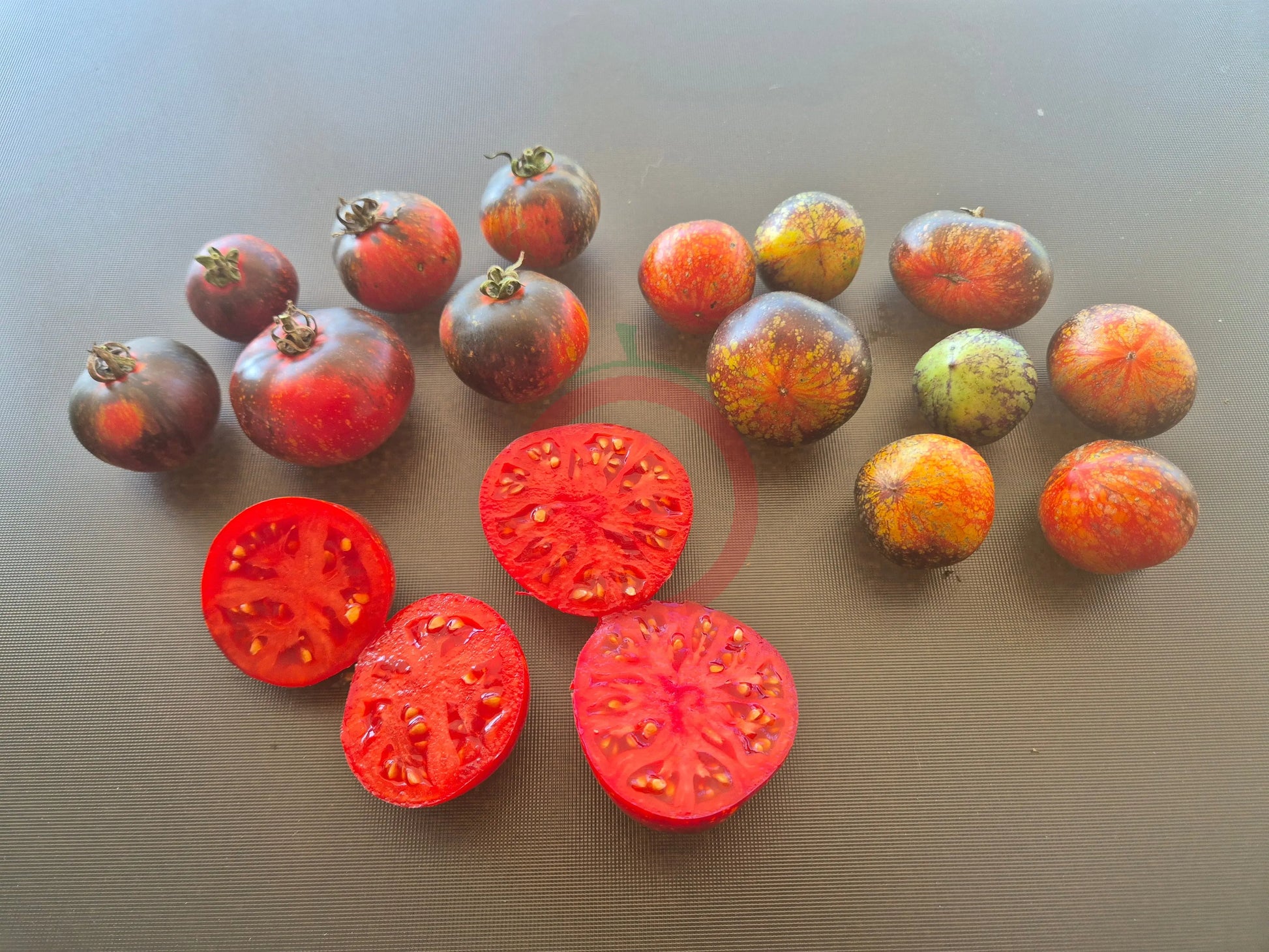 Cosmos DER TOMATENFLÜSTERER