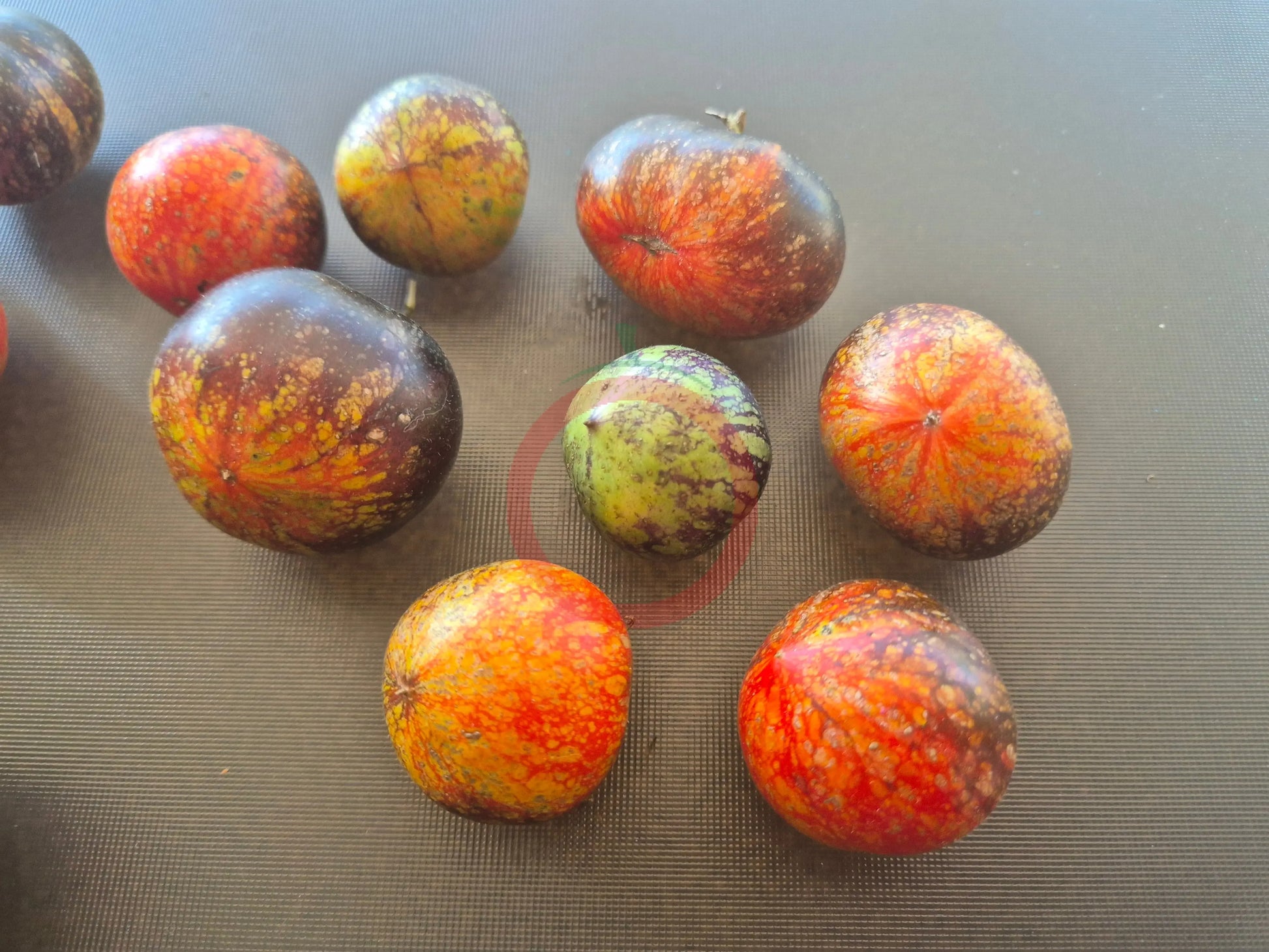 Cosmos DER TOMATENFLÜSTERER