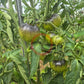 Cosmos DER TOMATENFLÜSTERER