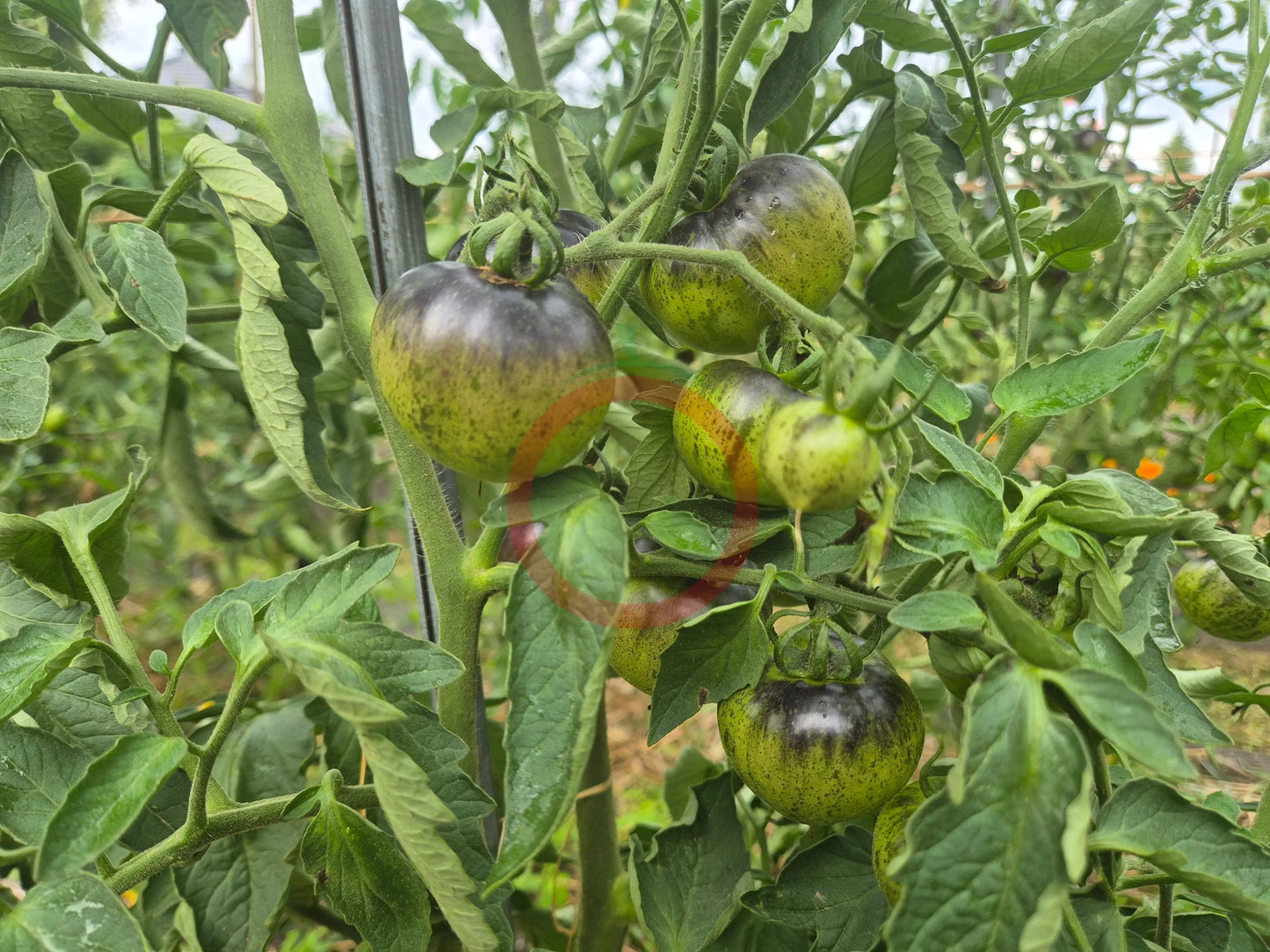 Cosmos DER TOMATENFLÜSTERER