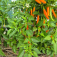 Costeno Amarillo DER TOMATENFLÜSTERER