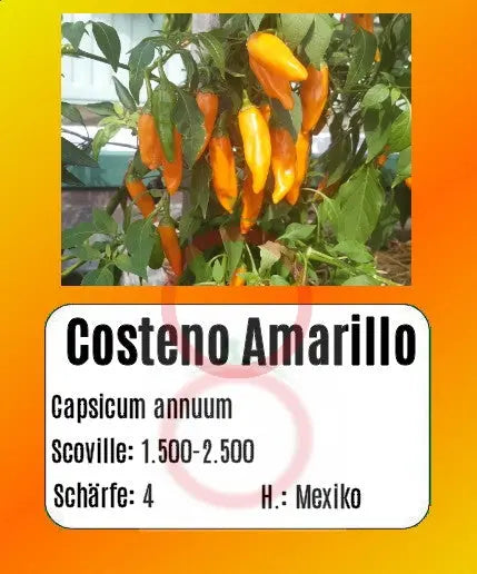 Costeno Amarillo DER TOMATENFLÜSTERER