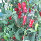 Costeno Rojo DER TOMATENFLÜSTERER