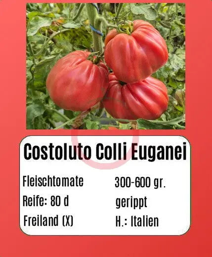 Costoluto Colli Euganei DER TOMATENFLÜSTERER