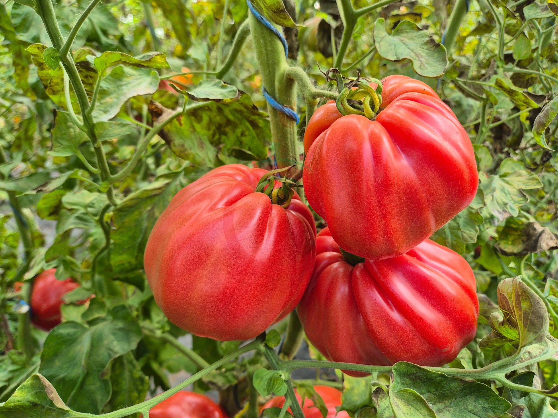Costoluto Colli Euganei DER TOMATENFLÜSTERER